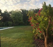 Le jardin et ses lauriers roses au lever du soleil