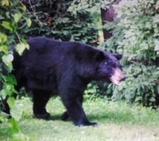 Mon amie se demandait qui mangeait ses myrtilles  depuis quelques semaines dans son jardin  ...c'est lui le coupable  ...bon rassurez vous elle habite en pensylvanie mais quand mêm ça fait froid dans le dos !