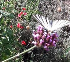Joli papillon sur fleur de Verveines de Buenos Aires