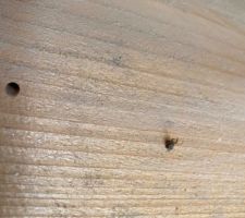 Termite dans madrier classe 2 Leroy merlin