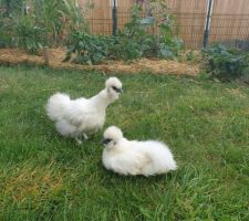 LE GRAND JOUR EST ENFIN ARRIVÉ = ACHAT DE NOS POULES DE SOIE BLANCHES. <3 <3.
==>Découverte de leur zone de liberté à l'arrière de la maison.
On dirait 2 boules de coton