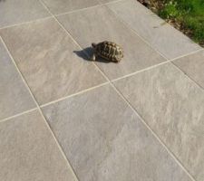 Une visite sur la terrasse !