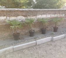Trachycarpus en attente !!
