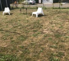 Jardin avec les plantations de l?automne dernier qui souffre de la chaleur