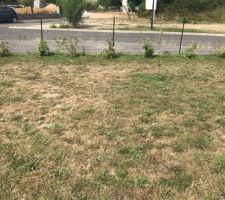 Jardin avec les plantations de l?automne dernier qui souffre de la chaleur