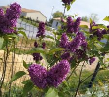 Lilas