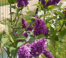 Lilas