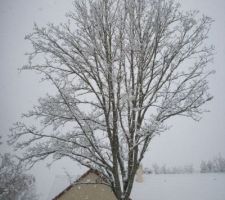 La neige le 28/11/2010. Le chêne.