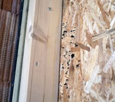 Nouvelle forme de champignons