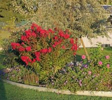 Lagerstroemia indica 'Red imperator' (pépinière Desmartis à Bergerac), geranium vivace 'Rozanne', rosier anglais très parfumé 'Gertrude Jekyll' (de David Austin)