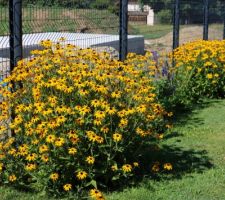 Rudbeckias