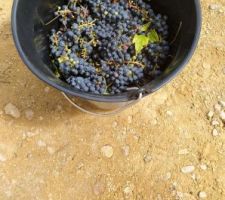 Vendanges !