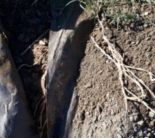Chiendent 1/ film geotextile 0