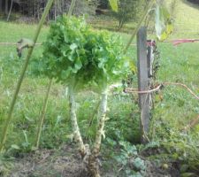 Un arbre à salade... c'est un saladier ?