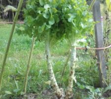 Un arbre à salade... c'est un saladier ?