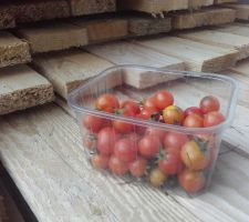 La pauvre récolte de tomates-cerises 2020 :-(