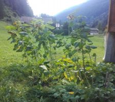 Le jardin 2020, partie courges/tournesols