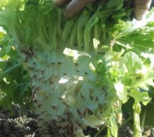 Un arbre à salade... c'est un saladier ?