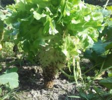 Un arbre à salade... c'est un saladier ?