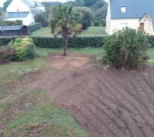 Palmier d&eacute;plac&eacute;