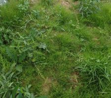 Mauvaises herbes