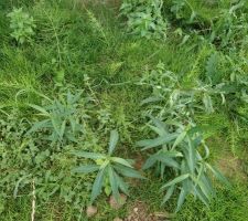 Mauvaises herbes