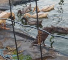 Les coureurs Indiens nés pendant le confinement !