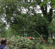 Elagage, pour préparer pour le terrassier. Nous avons du abattre une petite dizaine d'arbre ...
