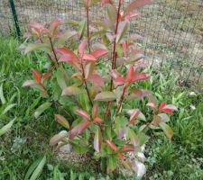 Mon photinia Red Robin