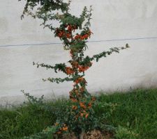 Un de mes 3 pyracanthas, les oiseaux apprécient les baies