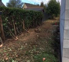 APRES : Haie de laurier palme débarrassée des ronces, fougères, lierre... ratiboisée pour une repousse contrôlée et en prime on a récupéré un passage de 2m50 facile !