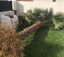 Notre " petit " dernier palmier de 4m en attente d'être planté