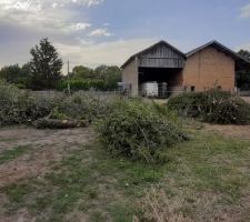 Les arbres abattus ! Ca va en faire du boulot au broyeur !