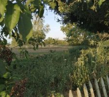 A l'assaut de la jungle ! Les orties ça pousse très bien et très vite, surtout si le sol est bien fertilisé.