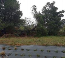 Tempête alex, ouf le pin du voisin est tombé dans le bon sens.