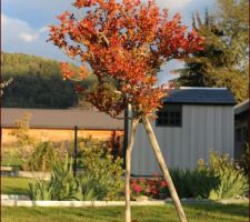 Lagerstroemia