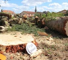 &Eacute;lagage des arbres