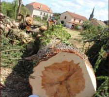 &Eacute;lagage des arbres