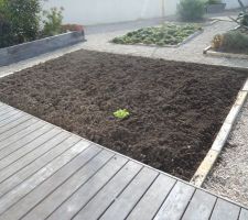 Ce weekend j'ai nettoyé le carré potager près de la maison il reste une salade isolée les autres ont disparues mangées par .....