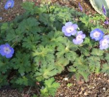 Géranium rozeanne dans une jardinière XXL