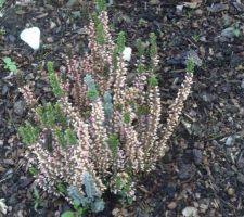 Bruyèreen fleurs dans la jardinière XXL 5 J'en ai planté plusieurs quandj'ai nettoyé et refait ,réorganisé les plantations  en rajoutant des bulbes de tulipes , jacinthes pour le printemps 2021