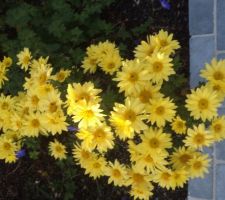 Au détour d'une allée , un chrysanthème apporte une note de couleurs