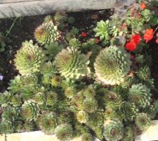 Ce plant s'étale dans la bordure  et fleurira dans deux ans