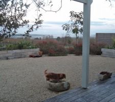 La cour gravillonée trois ans après sa réalisation  garde son bel aspect de propreté et orégan en profite pour se soulager sur une jardinière de granit ramenée de Bretagne (elle a ete creusée taillée par mon papa et elle me suit partout là où je vais )