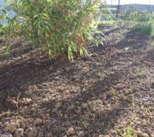 Plantation de 2 bambous à l'entrée du terrain (fargesia rufa)