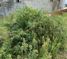 Op&eacute;ration arrachage d'Ambroisie