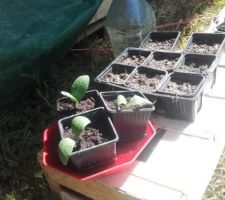 3 petits plants de courgettes acheté au marché, et semis en godets.