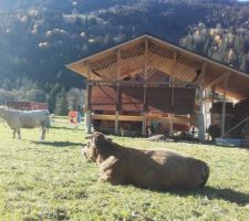 Parc à vaches autour de La Bistorte