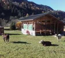 Parc à vaches autour de La Bistorte