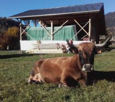 Parc à vaches autour de La Bistorte